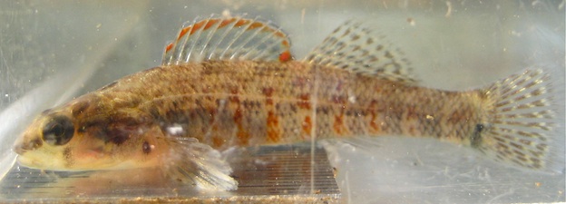 Quarterly Nov 2010
