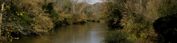 river trees